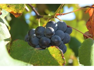 Grapes on farmland in Van Buren County, Michigan - LAND AUCTION - 300+/- ACRES SPECIALTY CROP - GRAPES AND HOPS - OFFERED IN 8 TRACTS IN VAN BUREN COUNTY, MICHIGAN